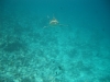 imgp2178_0